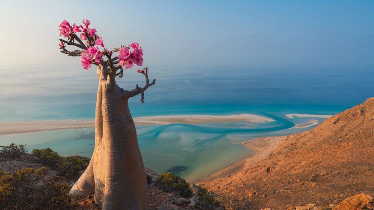 SOCOTRA 1-8 Dec 2026