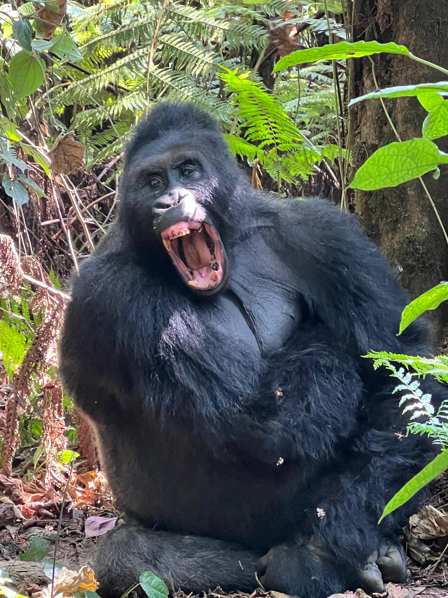 UGANDA RWANDA 27 Jan-3 Feb 2026