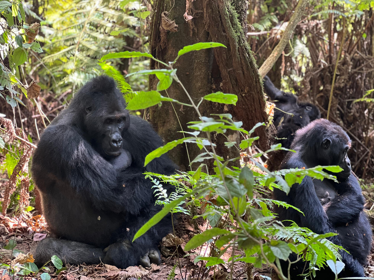UGANDA RWANDA 27 Jan-3 Feb 2026