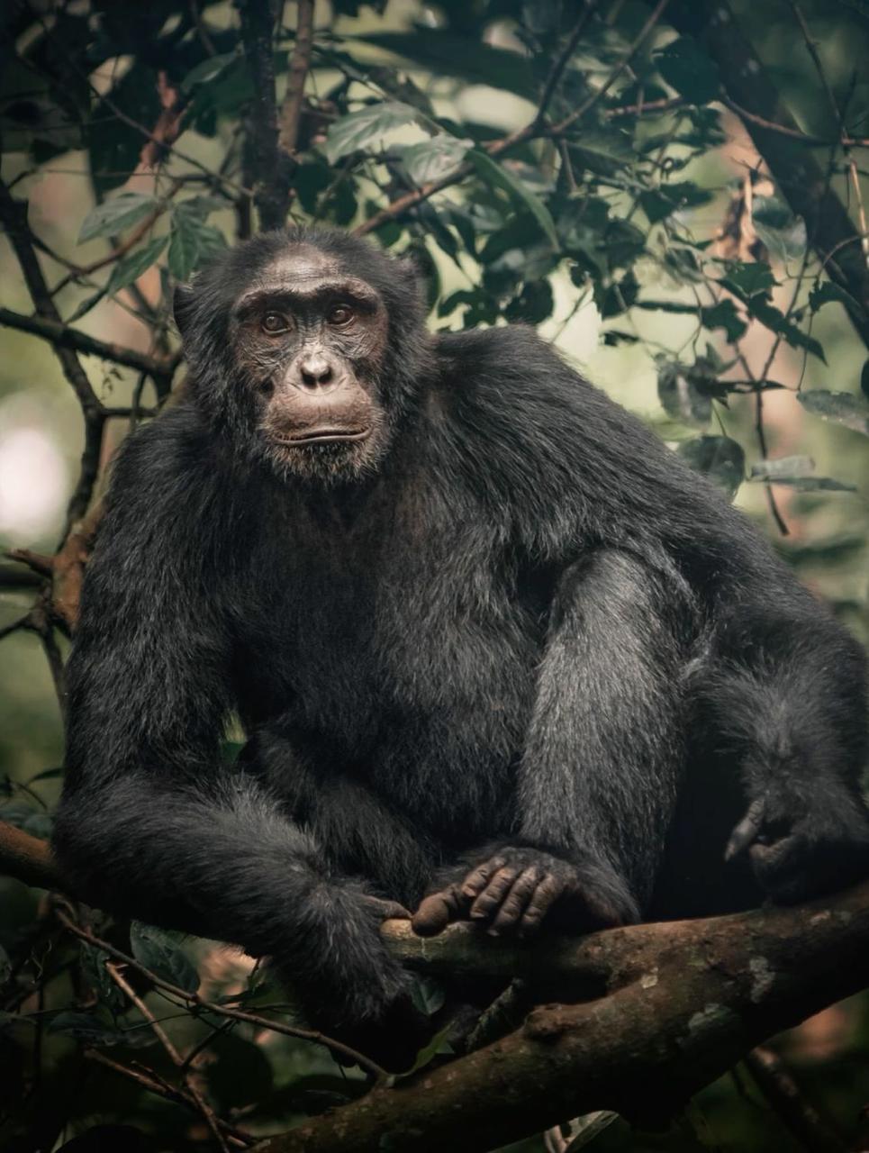UGANDA RWANDA 27 Jan-3 Feb 2026