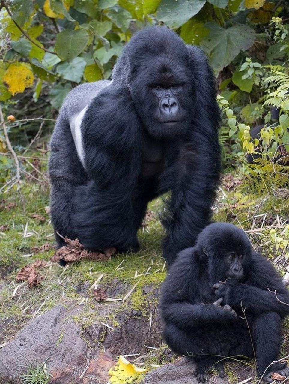 UGANDA RWANDA 27 Jan-3 Feb 2026