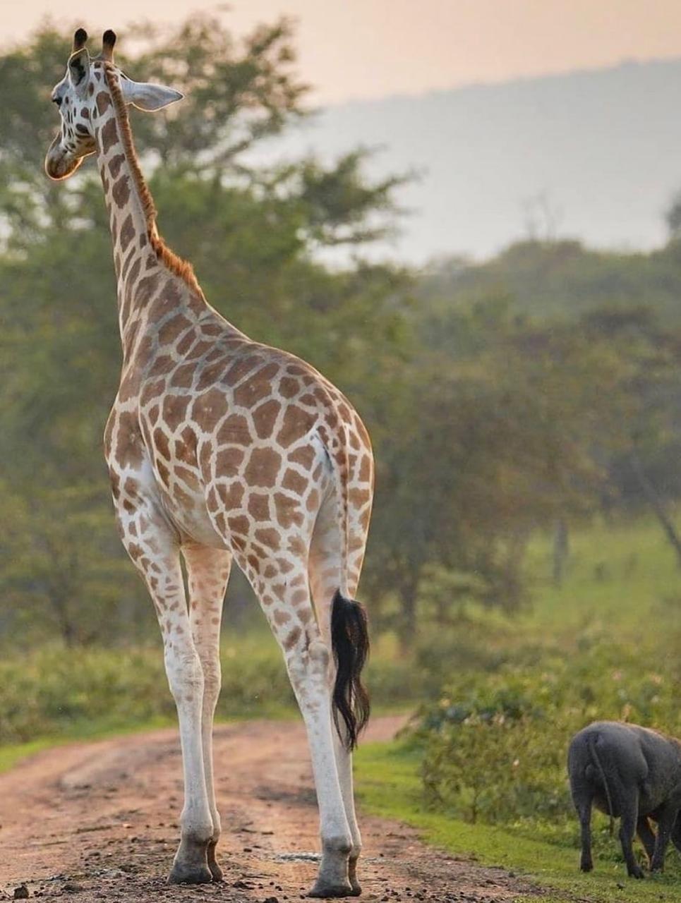 UGANDA RWANDA 27 Jan-3 Feb 2026