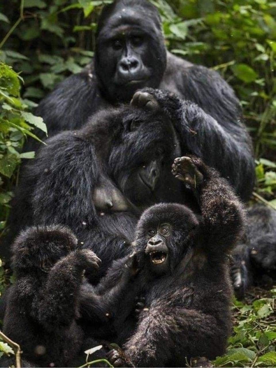 UGANDA RWANDA 27 Jan-3 Feb 2026