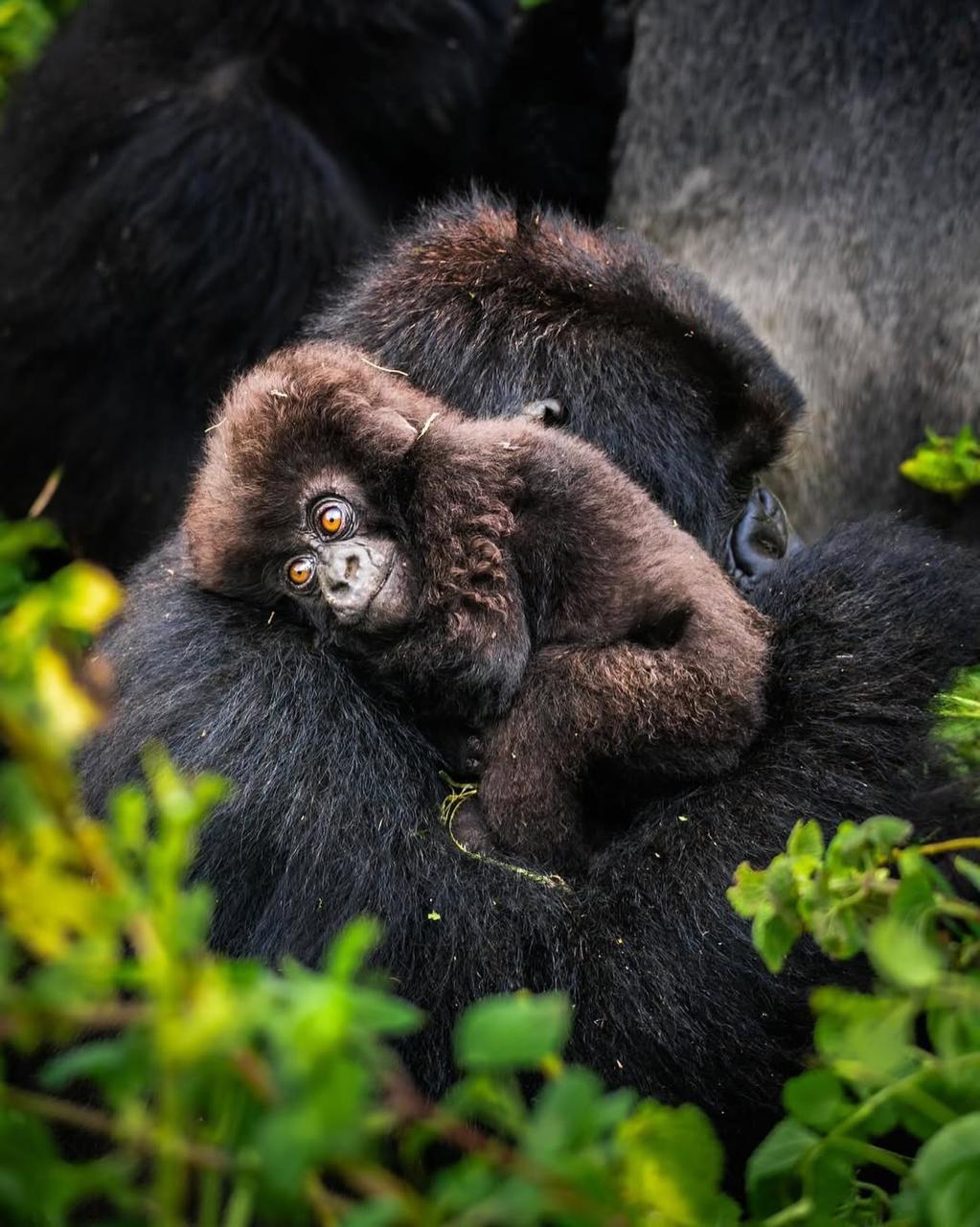 UGANDA RWANDA 27 Jan-3 Feb 2026