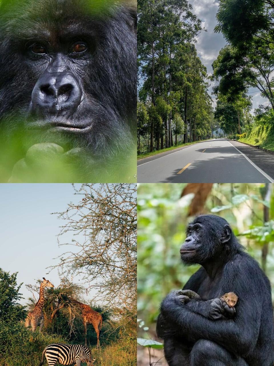 UGANDA RWANDA 27 Jan-3 Feb 2026