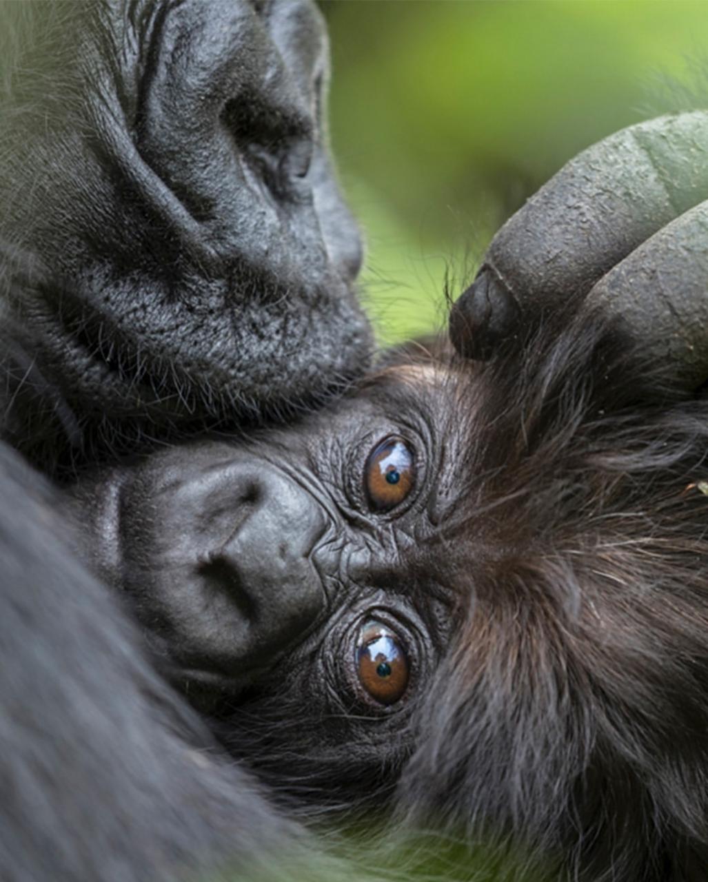 UGANDA RWANDA 27 Jan-3 Feb 2026
