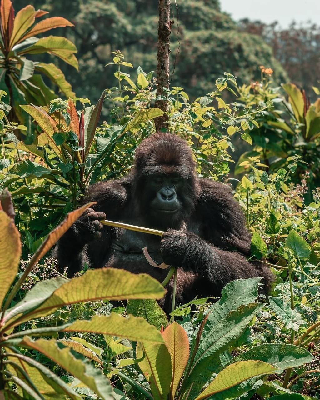 UGANDA RWANDA 27 Jan-3 Feb 2026