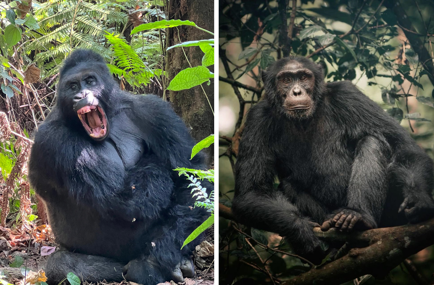 UGANDA RWANDA 30 Jan-6 Feb 2027