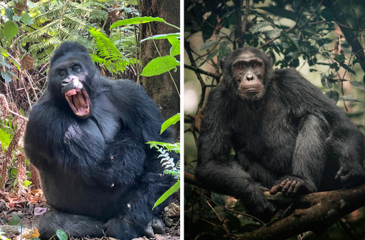 UGANDA RWANDA 30 Jan-6 Feb 2027