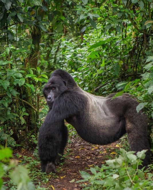 UGANDA RWANDA 27 Jan-3 Feb 2026