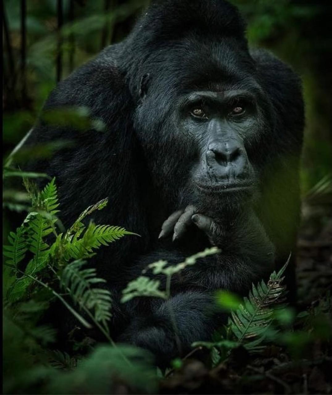 UGANDA RWANDA 27 Jan-3 Feb 2026