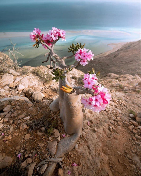 SOCOTRA 1-8 Dec 2026