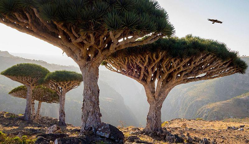 SOCOTRA 1-8 Dec 2026